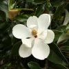 Magnolia Grandiflora Southern Magnolia Tree - Live Outdoor Plant - Image 1