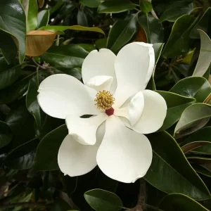 Magnolia Grandiflora Southern Magnolia Tree - Live Outdoor Plant - Image 1