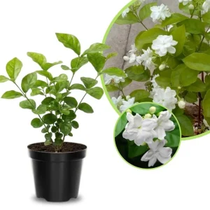 Maid of Orleans Jasmine Live Plant – Fragrant Flower Vine, 4-8 Inches - Image 2