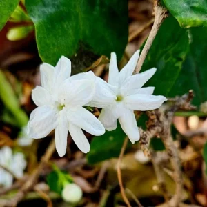Maid of Orleans Jasmine Live Plant – Fragrant Flower Vine, 4-8 Inches - Image 3