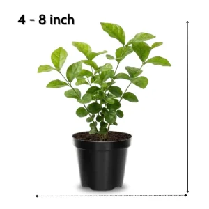 Maid of Orleans Jasmine Live Plant – Fragrant Flower Vine, 4-8 Inches - Image 4