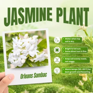Maid of Orleans Jasmine Live Plant – Fragrant Flower Vine, 4-8 Inches - Image 5