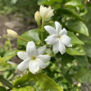 Maid of Orleans Jasmine Live Plant – Fragrant Flower Vine, 4-8 Inches - Image 6