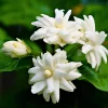Maid of Orleans Jasmine Live Plant – Fragrant Flower Vine, 4-8 Inches - Image 1