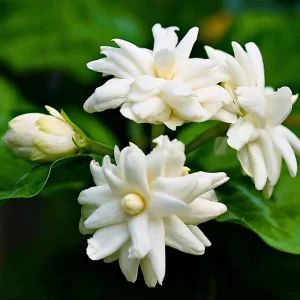 Maid of Orleans Jasmine Live Plant – Fragrant Flower Vine, 4-8 Inches - Image 1