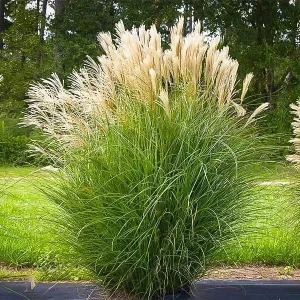 Maiden Grass Live Plant – Miscanthus sinensis – 1 Gallon Pot – Outdoor Ornamental - Image 2