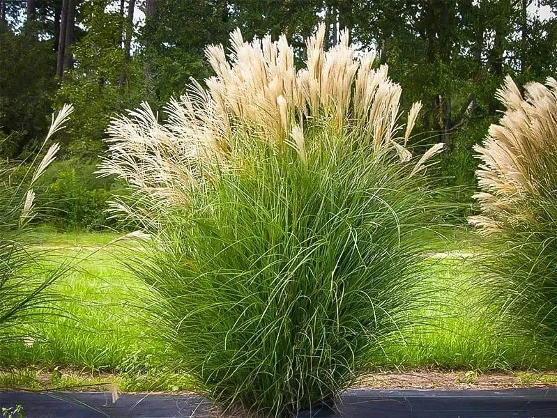 Maiden Grass Live Plant – Miscanthus sinensis – 1 Gallon Pot – Outdoor Ornamental - Image 2