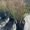 Maiden Grass Live Plant – Miscanthus sinensis – 1 Gallon Pot – Outdoor Ornamental - Image 1