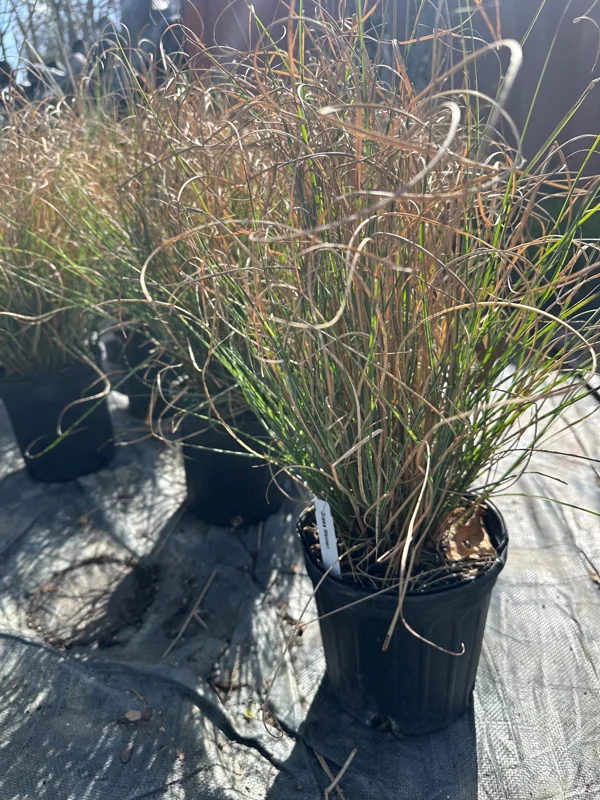 Maiden Grass Live Plant – Miscanthus sinensis – 1 Gallon Pot – Outdoor Ornamental - Image 1