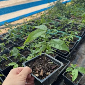 Mamoncillo Spanish Lime Live Plant – 4