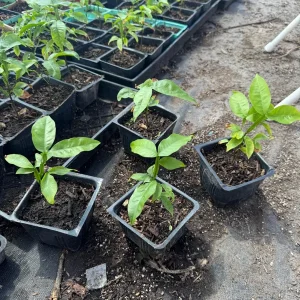 Mamoncillo Spanish Lime Live Plant – 4
