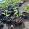 Mamoncillo Spanish Lime Live Plant – 4" Pot – Melicoccus bijugatus - Image 1