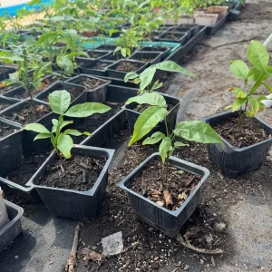 Mamoncillo Spanish Lime Live Plant – 4