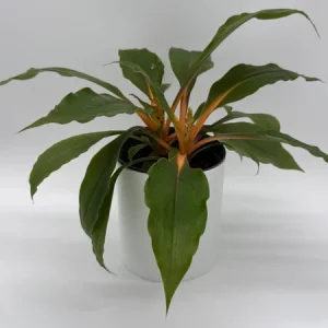 Mandarin Orange Chlorophytum Live Plant - 6 inch Pot - Indoor - Image 2