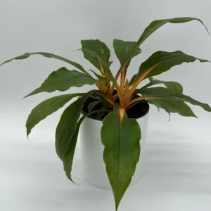 Mandarin Orange Chlorophytum Live Plant - 6 inch Pot - Indoor - Image 3