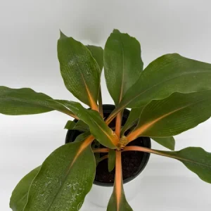 Mandarin Orange Chlorophytum Live Plant - 6 inch Pot - Indoor - Image 4