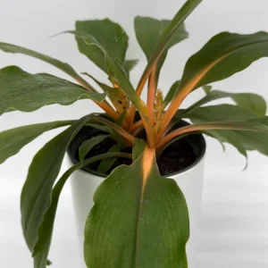 Mandarin Orange Chlorophytum Live Plant - 6 inch Pot - Indoor - Image 5