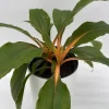 Mandarin Orange Chlorophytum Live Plant - 6 inch Pot - Indoor - Image 1