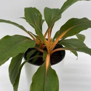 Mandarin Orange Chlorophytum Live Plant - 6 inch Pot - Indoor - Image 1