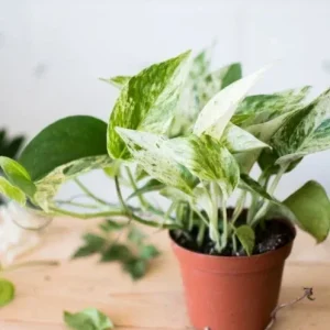 Marble Queen Pothos Live Plant - 4 inch Pot, Well-Rooted Devil's Ivy Vine - Image 2