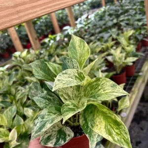 Marble Queen Pothos Live Plant - 4 inch Pot, Well-Rooted Devil's Ivy Vine - Image 3