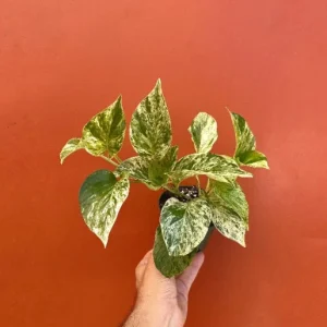 Marble Queen Pothos Live Plant - 4 inch Pot, Well-Rooted Devil's Ivy Vine - Image 4
