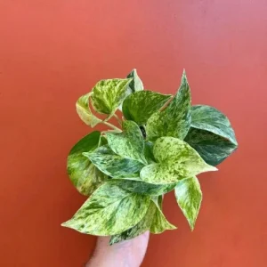 Marble Queen Pothos Live Plant - 4 inch Pot, Well-Rooted Devil's Ivy Vine - Image 5