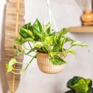 Marble Queen Pothos Live Plant - 4 inch Pot, Well-Rooted Devil's Ivy Vine - Image 6