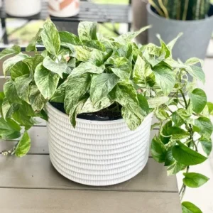 Marble Queen Pothos Live Plant - 4 inch Pot, Well-Rooted Devil's Ivy Vine - Image 7