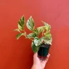 Marble Queen Pothos Live Plant - 4 inch Pot, Well-Rooted Devil's Ivy Vine - Image 1