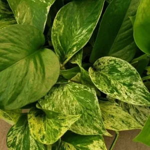 Marble Queen Pothos Live Plant - Easy Care Indoor Houseplant - Devil's Ivy - Image 2