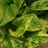 Marble Queen Pothos Live Plant - Easy Care Indoor Houseplant - Devil's Ivy - Image 1