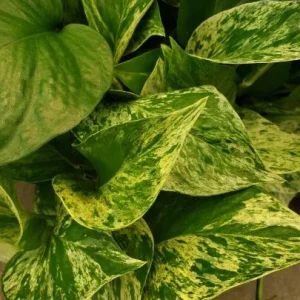 Marble Queen Pothos Live Plant - Easy Care Indoor Houseplant - Devil's Ivy - Image 1