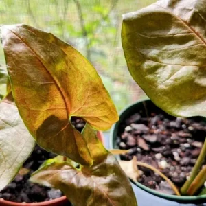 Maria Bronze Syngonium Live Plant - Pink Brown Arrowhead Vine Indoor Potted Houseplant - Image 2