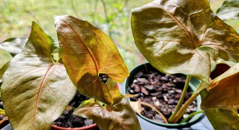 Maria Bronze Syngonium Live Plant - Pink Brown Arrowhead Vine Indoor Potted Houseplant - Image 2
