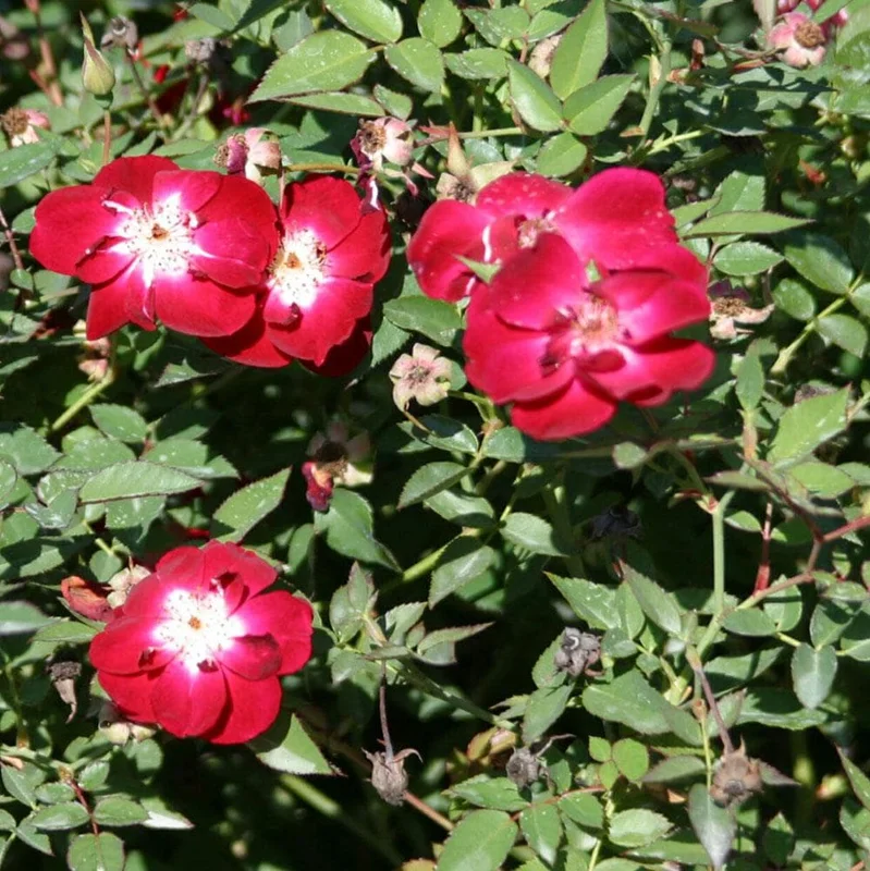 Martha Gonzales Rose Live Plant – 1 Gallon – Outdoor Shrub - Image 1
