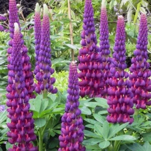 Masterpiece Lupine Seeds – 25 Count Perennial Flower Seeds – Hardy Outdoor - Image 4