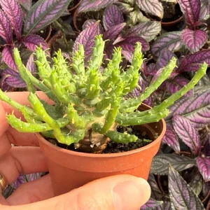 Medusa Head Euphorbia (Euphorbia Flanaganii) Live Plant - Unique Succulent - Image 2