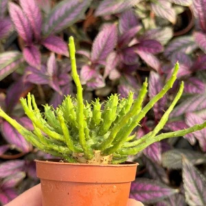 Medusa Head Euphorbia (Euphorbia Flanaganii) Live Plant - Unique Succulent - Image 3