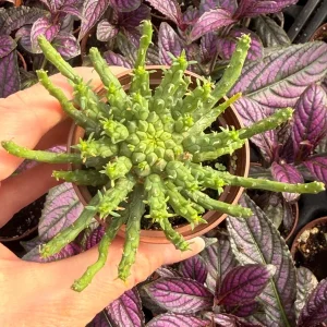 Medusa Head Euphorbia (Euphorbia Flanaganii) Live Plant - Unique Succulent - Image 4
