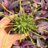 Medusa Head Euphorbia (Euphorbia Flanaganii) Live Plant - Unique Succulent - Image 1