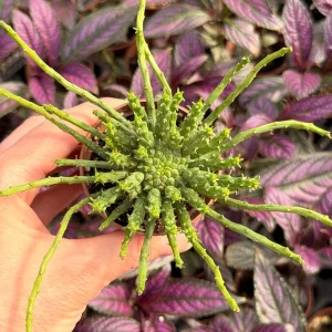 Medusa Head Euphorbia (Euphorbia Flanaganii) Live Plant - Unique Succulent - Image 1