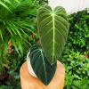 Melanochrysum Philodendron Live Plant – 4-7 Inch – Houseplant – Easy Care Indoor - Image 1