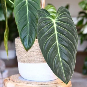 Melanochrysum Philodendron Live Plant – 4-7 Inch – Houseplant – Easy Care Indoor - Image 2
