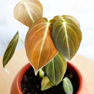Melanochrysum Philodendron Live Plant – 4-7 Inch – Houseplant – Easy Care Indoor - Image 3