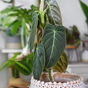 Melanochrysum Philodendron Live Plant – 4-7 Inch – Houseplant – Easy Care Indoor - Image 4
