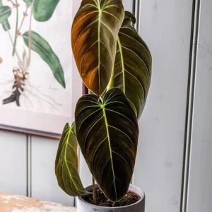 Melanochrysum Philodendron Live Plant – 4-7 Inch – Houseplant – Easy Care Indoor - Image 5