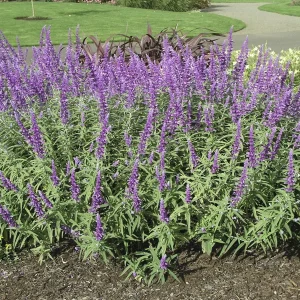Mexican Bush Sage Live Plant – 1 Gallon Pot – Purple Blooms - Image 3