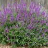 Mexican Bush Sage Live Plant – 1 Gallon Pot – Purple Blooms - Image 1
