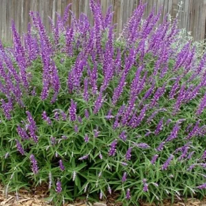 Mexican Bush Sage Live Plant – 1 Gallon Pot – Purple Blooms - Image 1